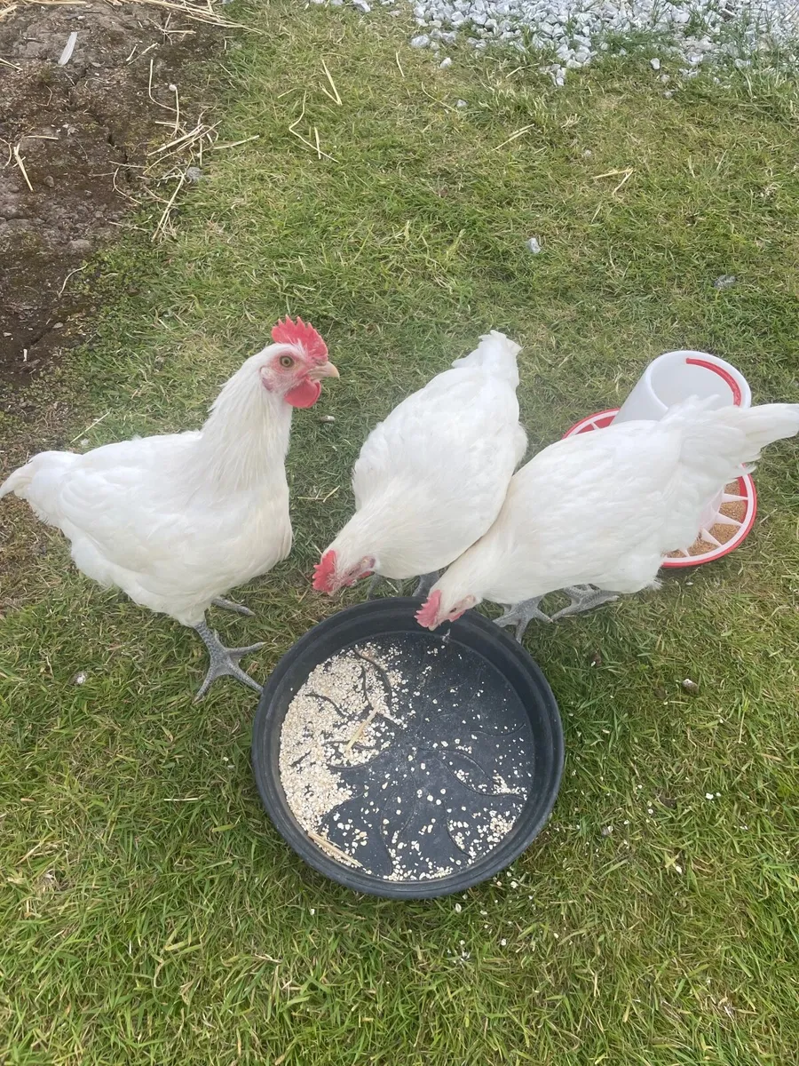 Roosters - Image 4