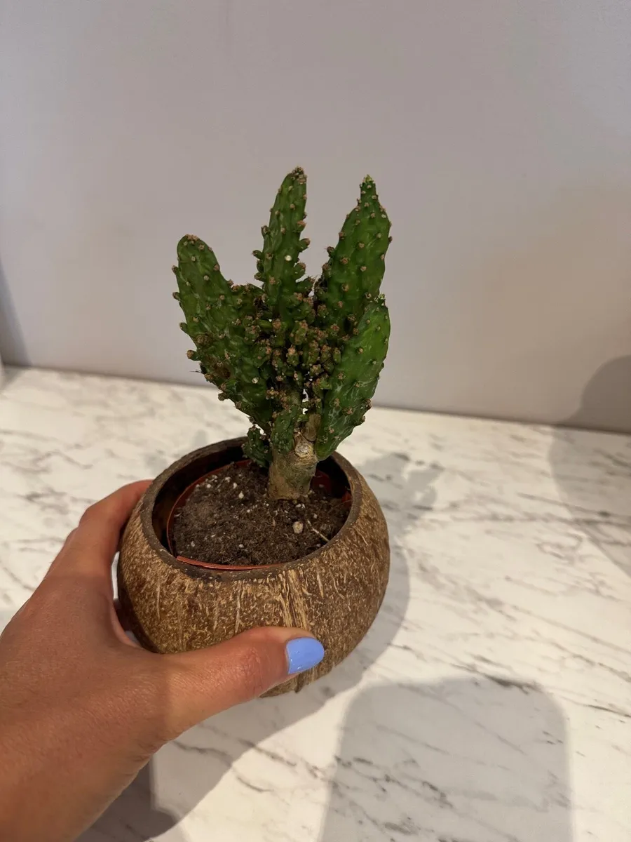 Plants - Image 2