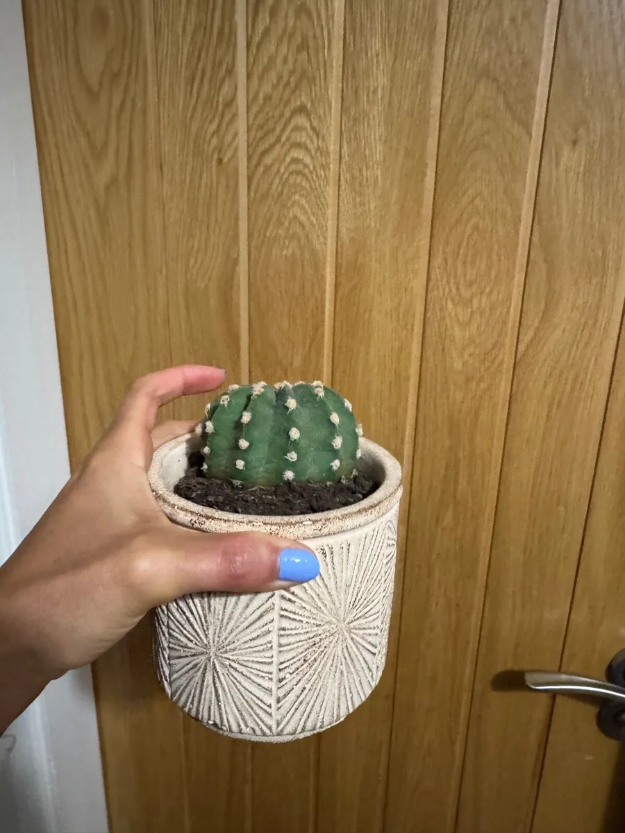 Plants - Image 4