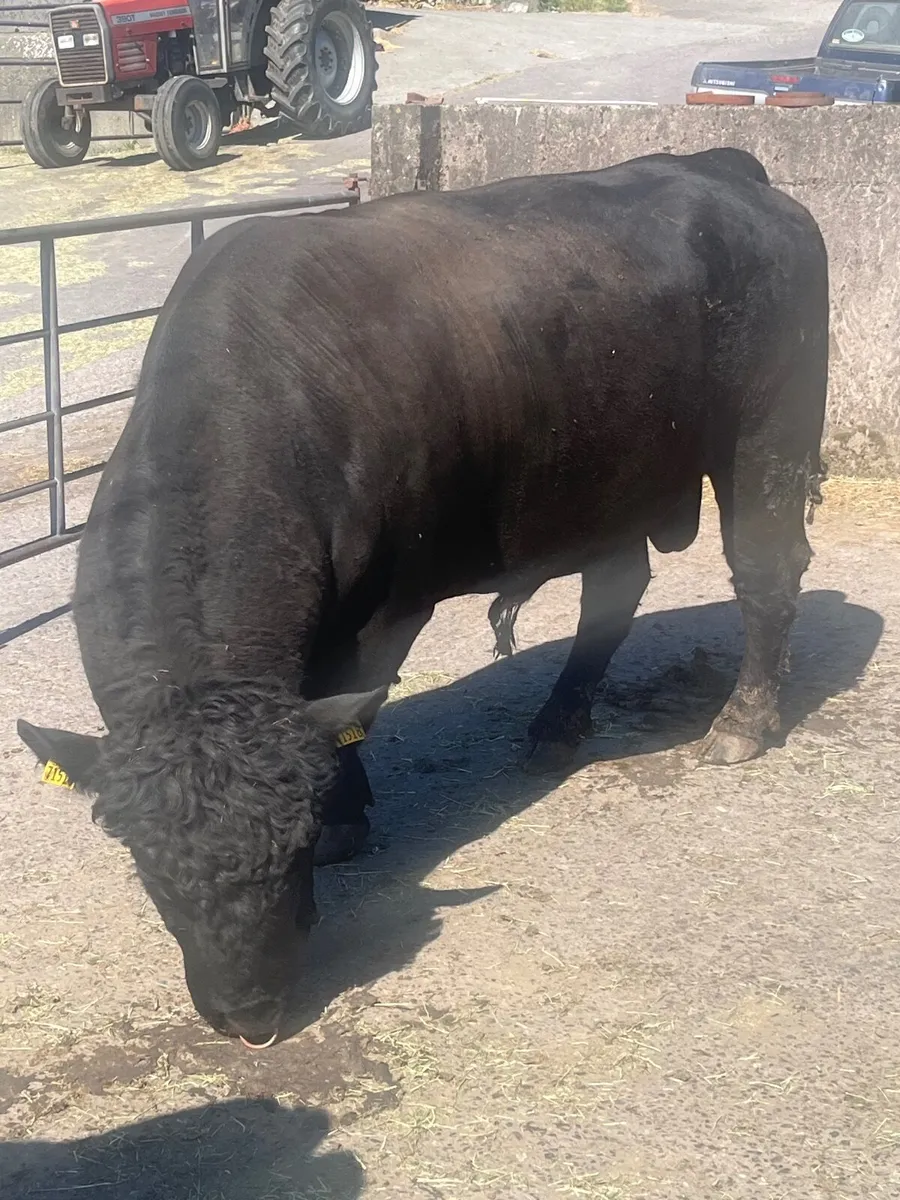 Pedigree Angus Bull - Image 2