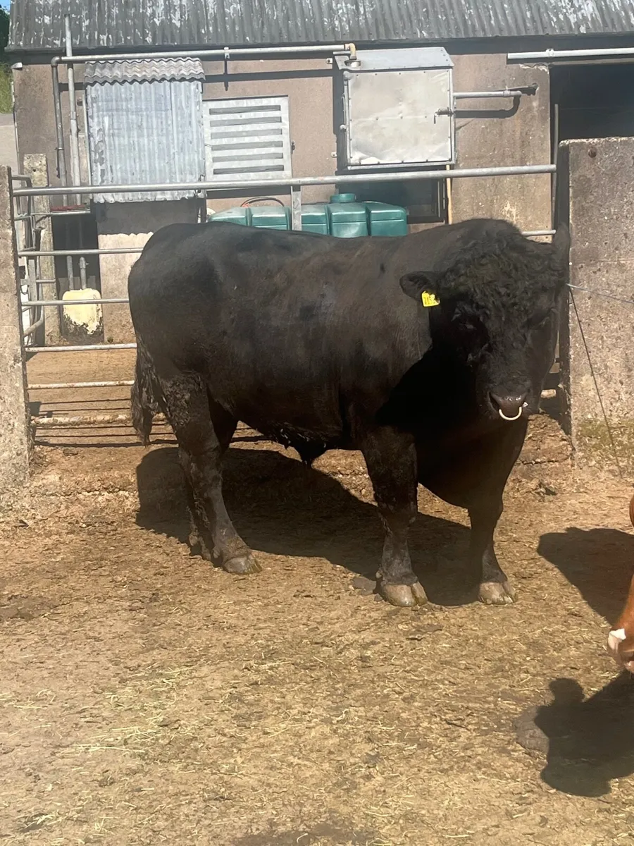 Pedigree Angus Bull - Image 1
