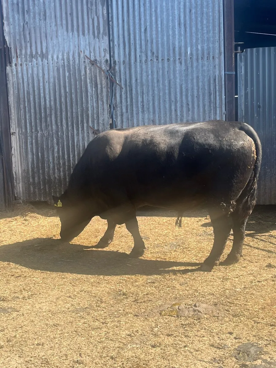 Pedigree Angus Bull - Image 3