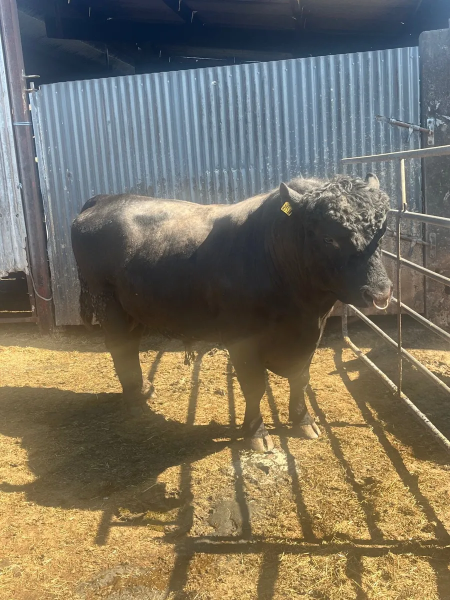 Pedigree Angus Bull - Image 4