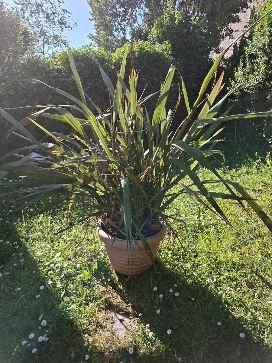 Large Grass Plant