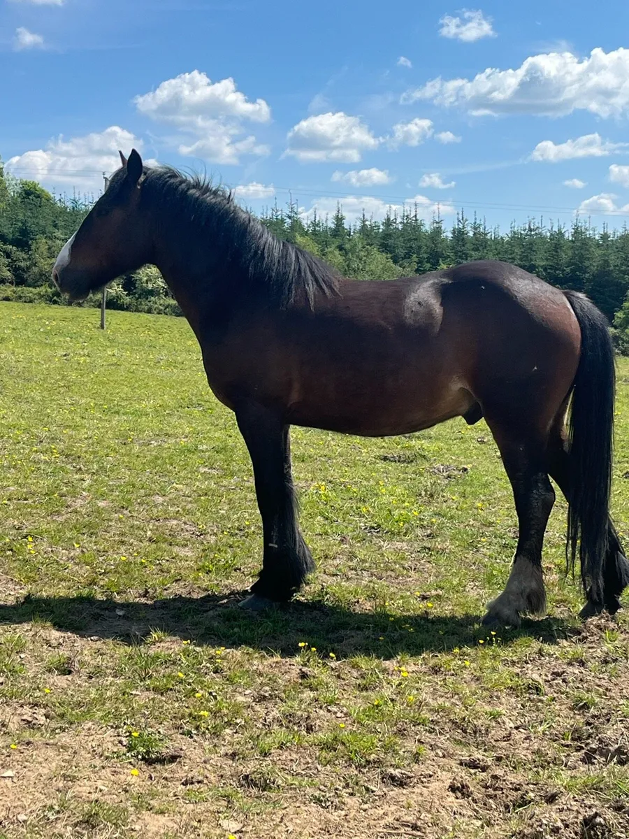 4yr old unbroken gelding - Image 1