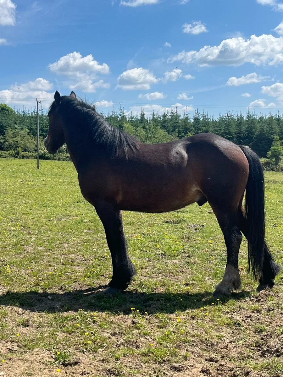 4yr old unbroken gelding - Image 2