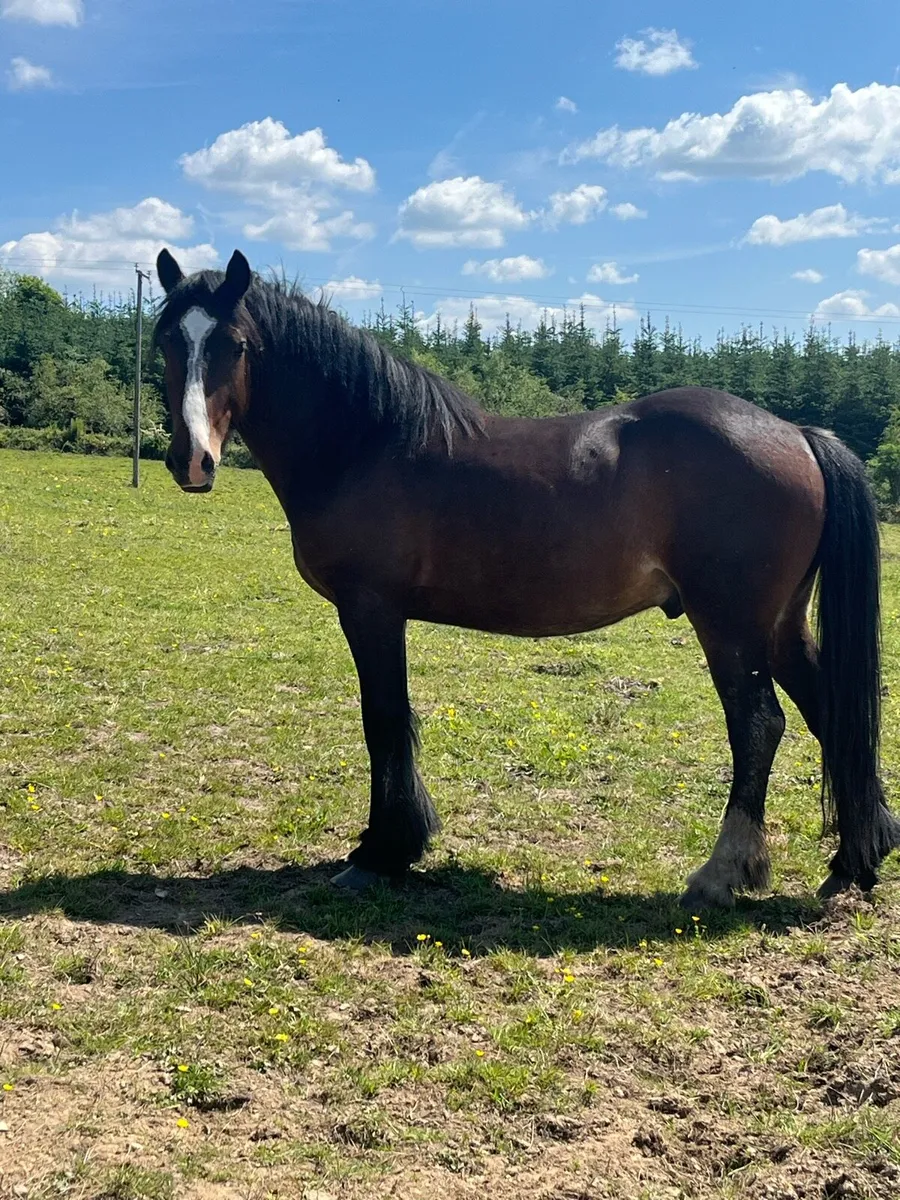 4yr old unbroken gelding - Image 3