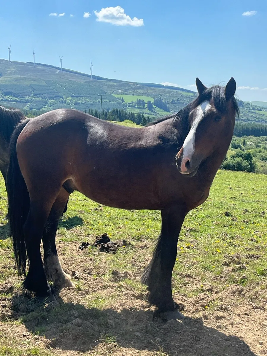 4yr old unbroken gelding - Image 4