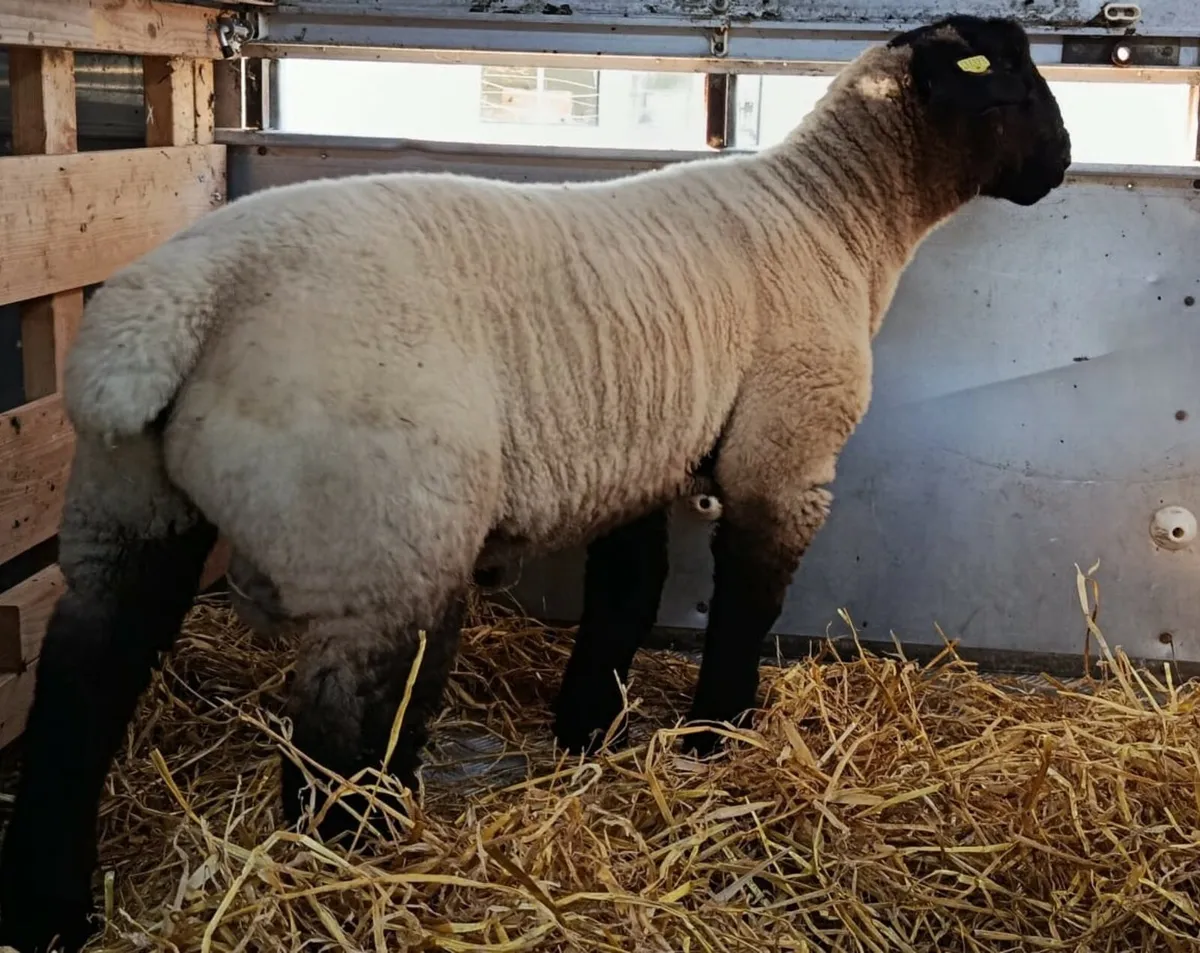 Suffolk ram lamb (one ball!) - Image 2