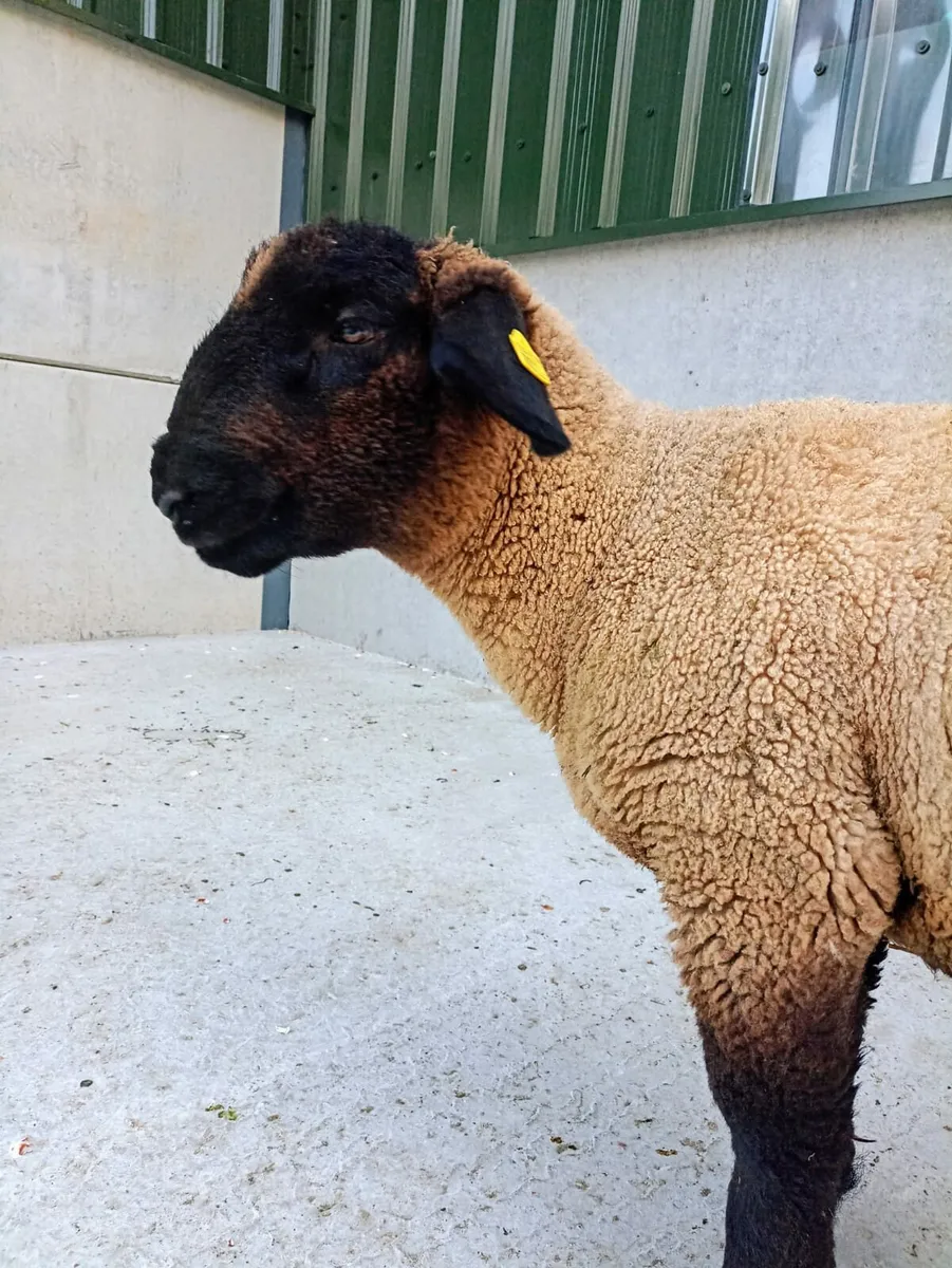 Suffolk ram lamb (one ball!) - Image 1