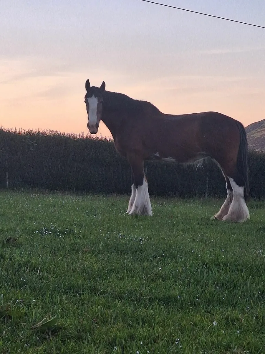 Horse