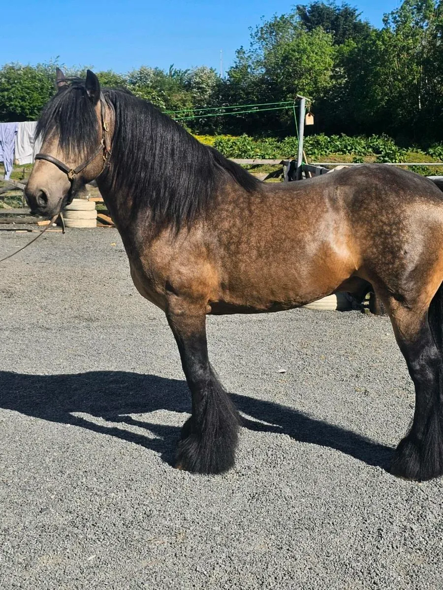 Dun stallion for stud - Image 2