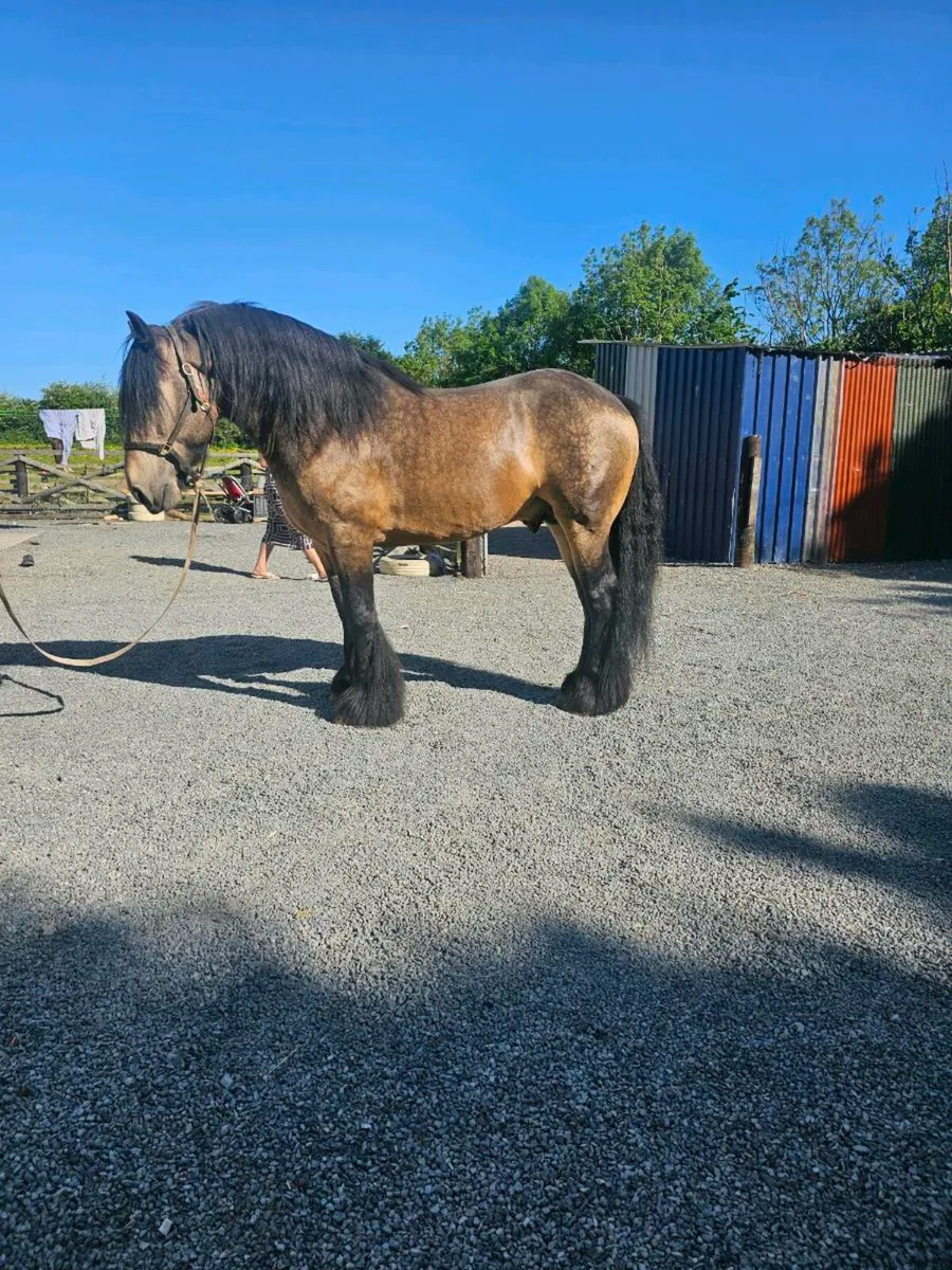 Dun stallion for stud - Image 3