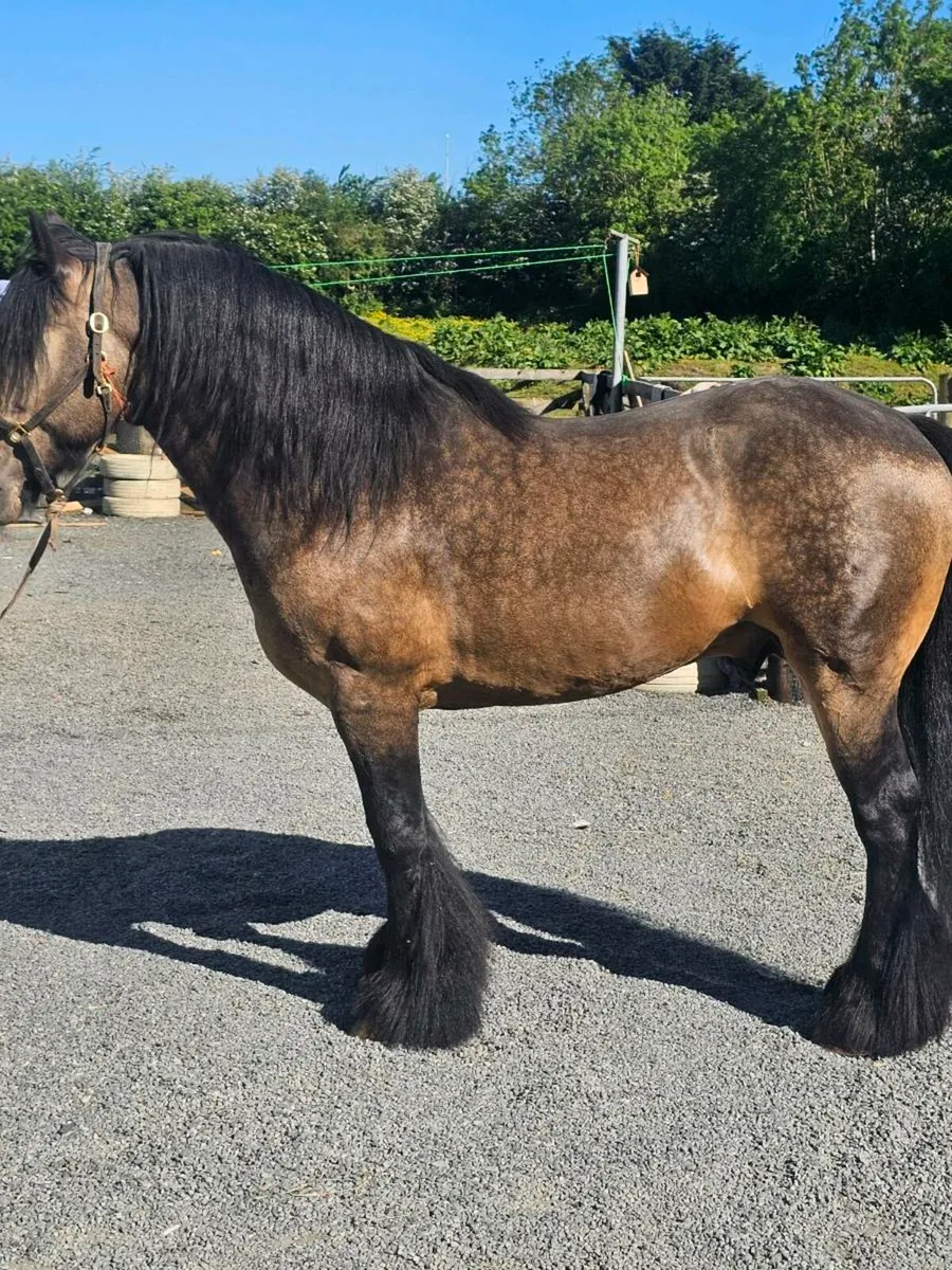 Dun stallion for stud - Image 4