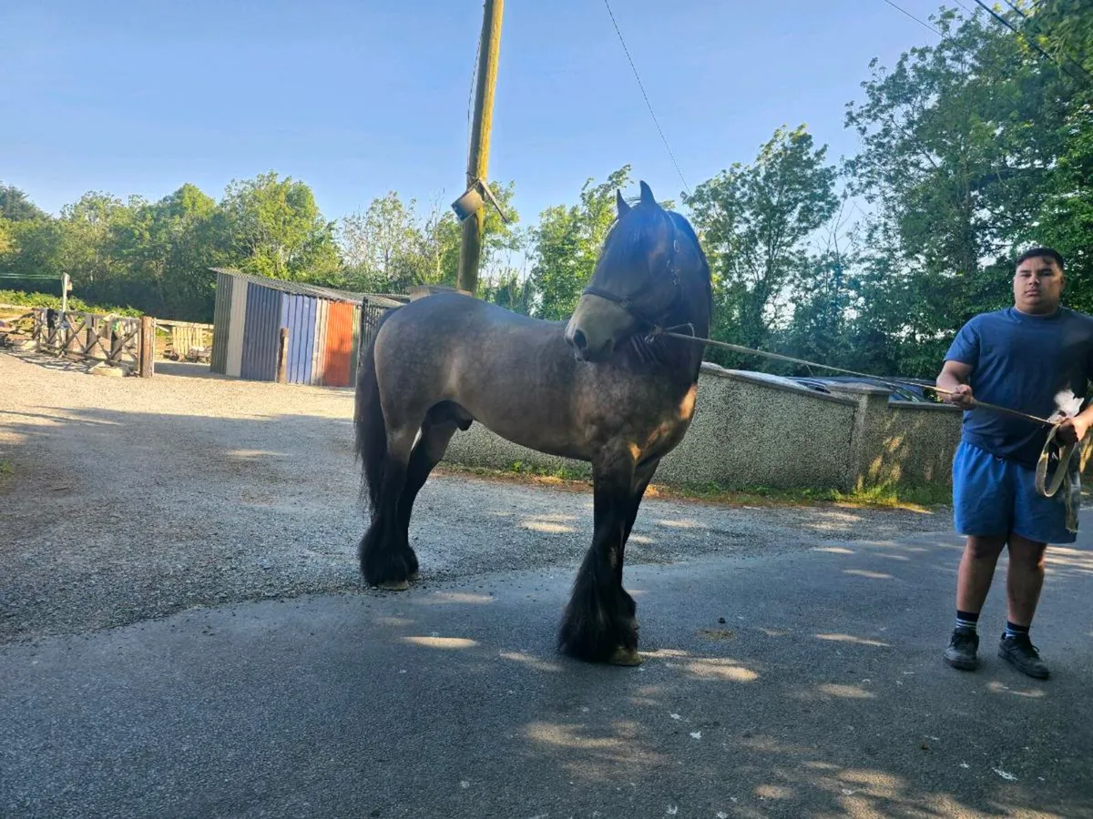 Dun stallion for stud - Image 3