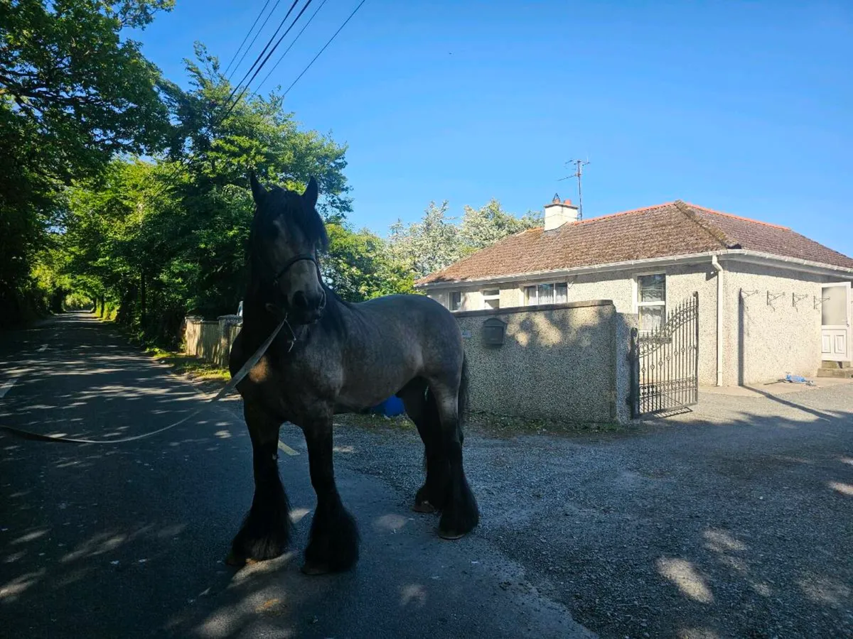 Dun stallion for stud - Image 4