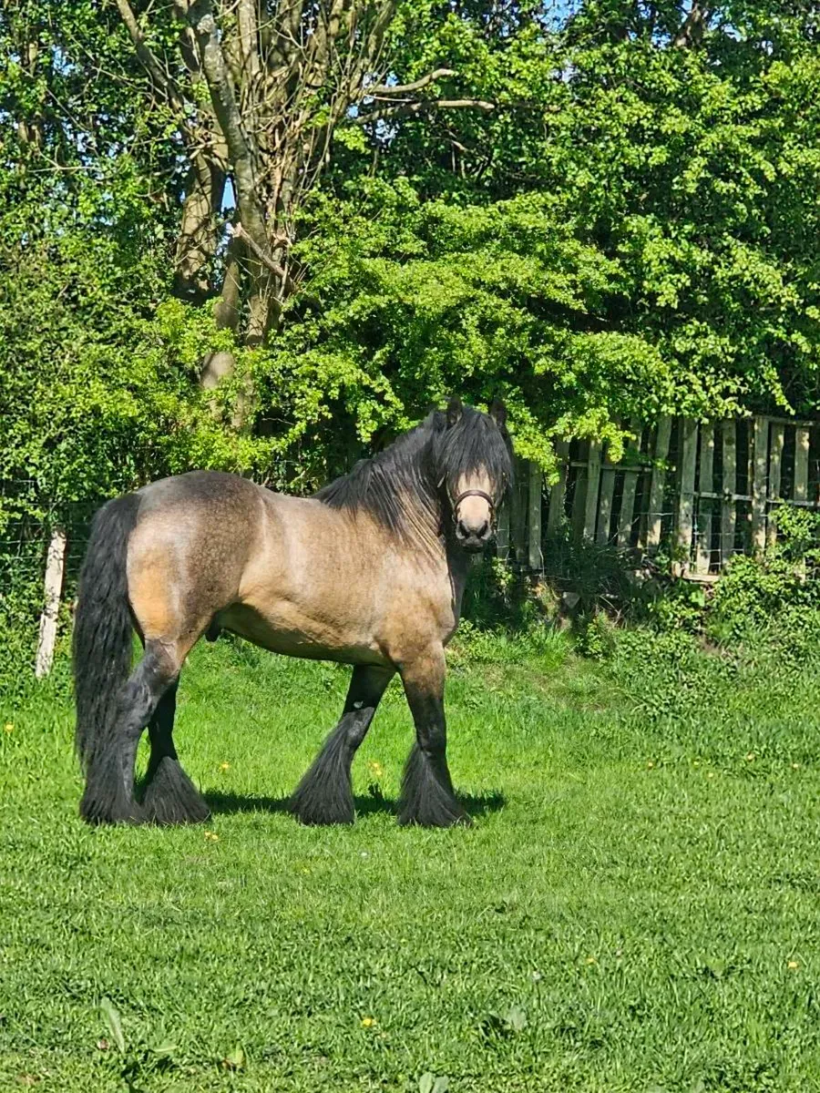 Dun stallion for stud - Image 1