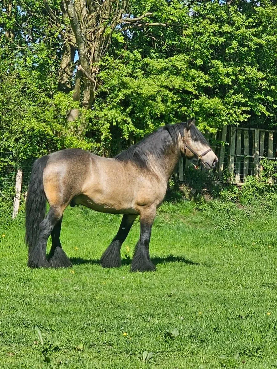 Dun stallion for stud - Image 2