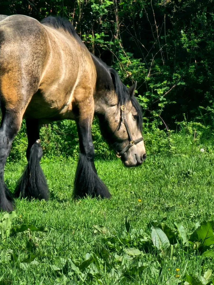 Dun stallion for stud - Image 3