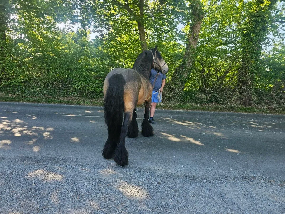 Dun stallion for stud - Image 4