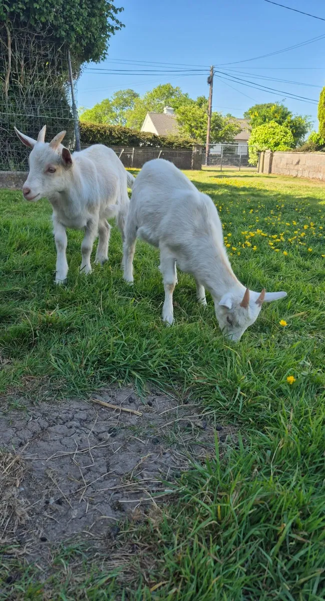 Goats - Image 1