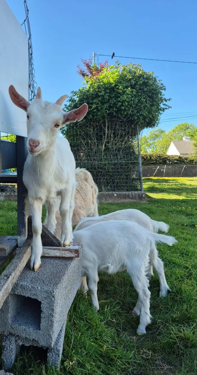 Goats - Image 2