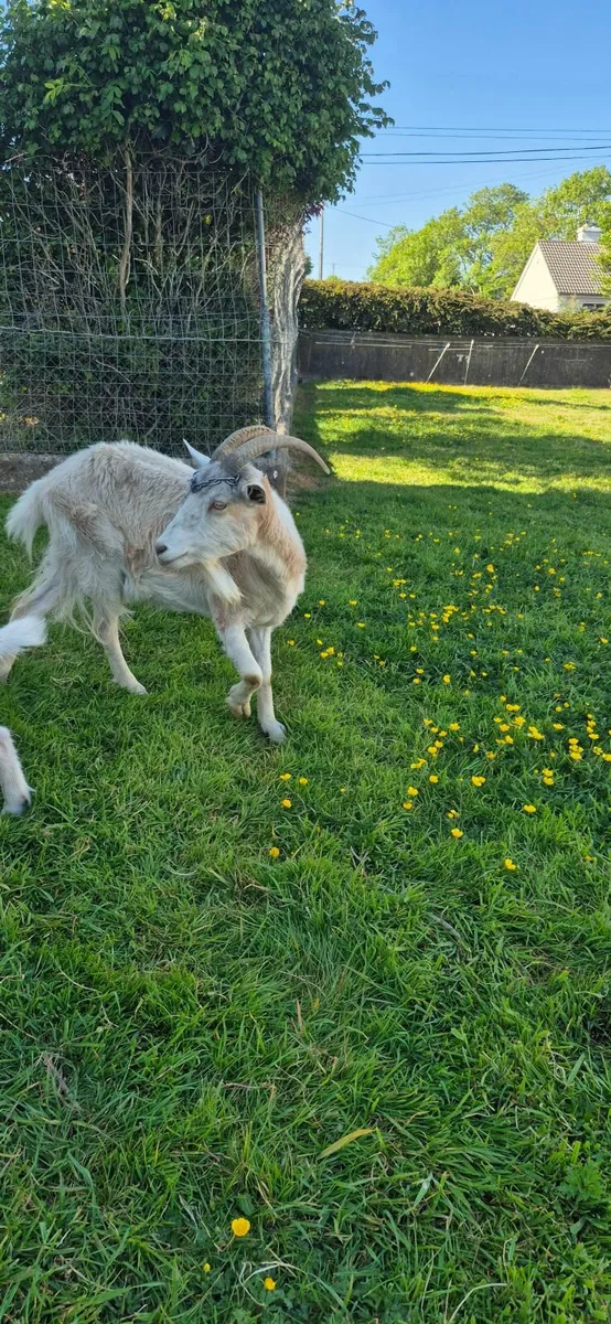 Goats - Image 3
