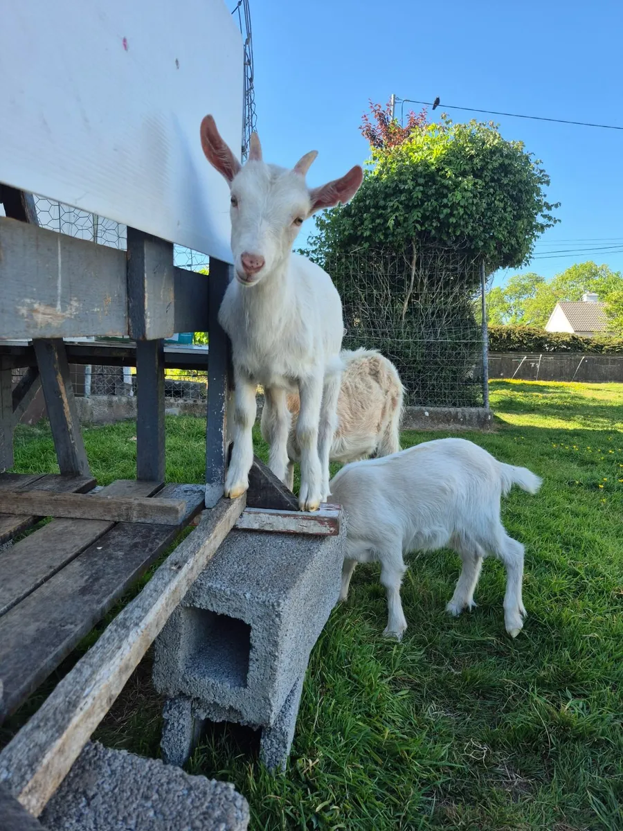 Goats - Image 4