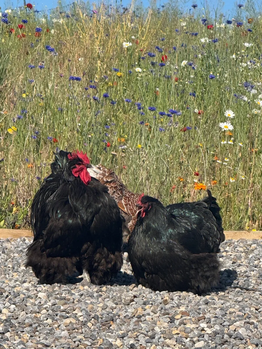 Large Fowl Black & Blue Orpington Hatching Eggs - Image 1