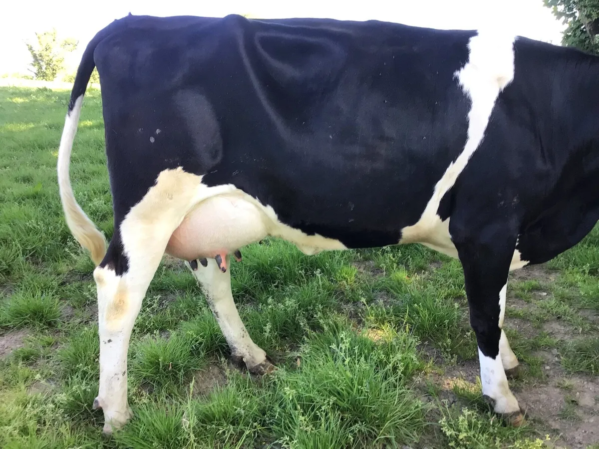 Dairy cattle - Image 2