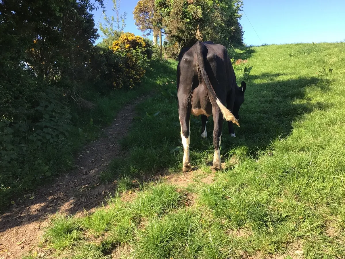 Dairy cattle - Image 3
