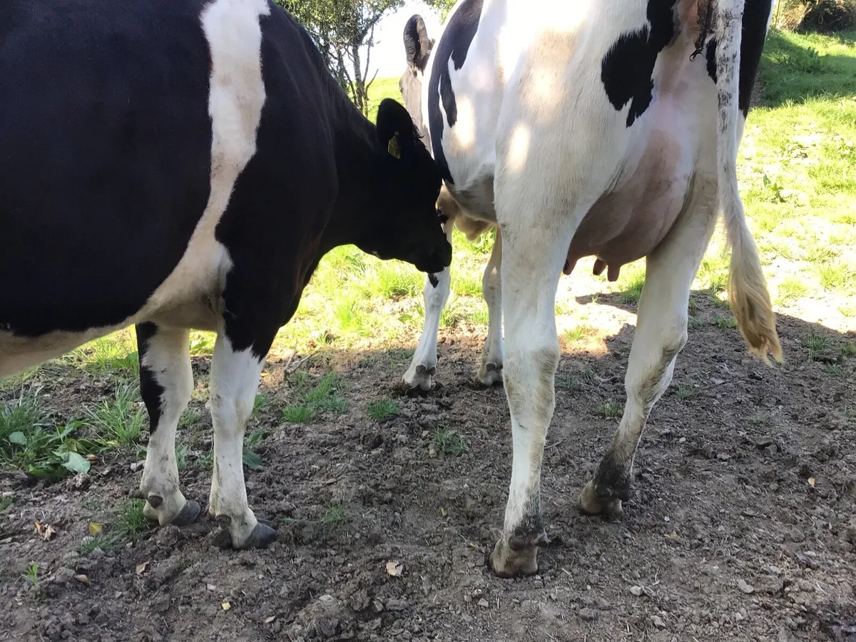 Dairy cattle - Image 4