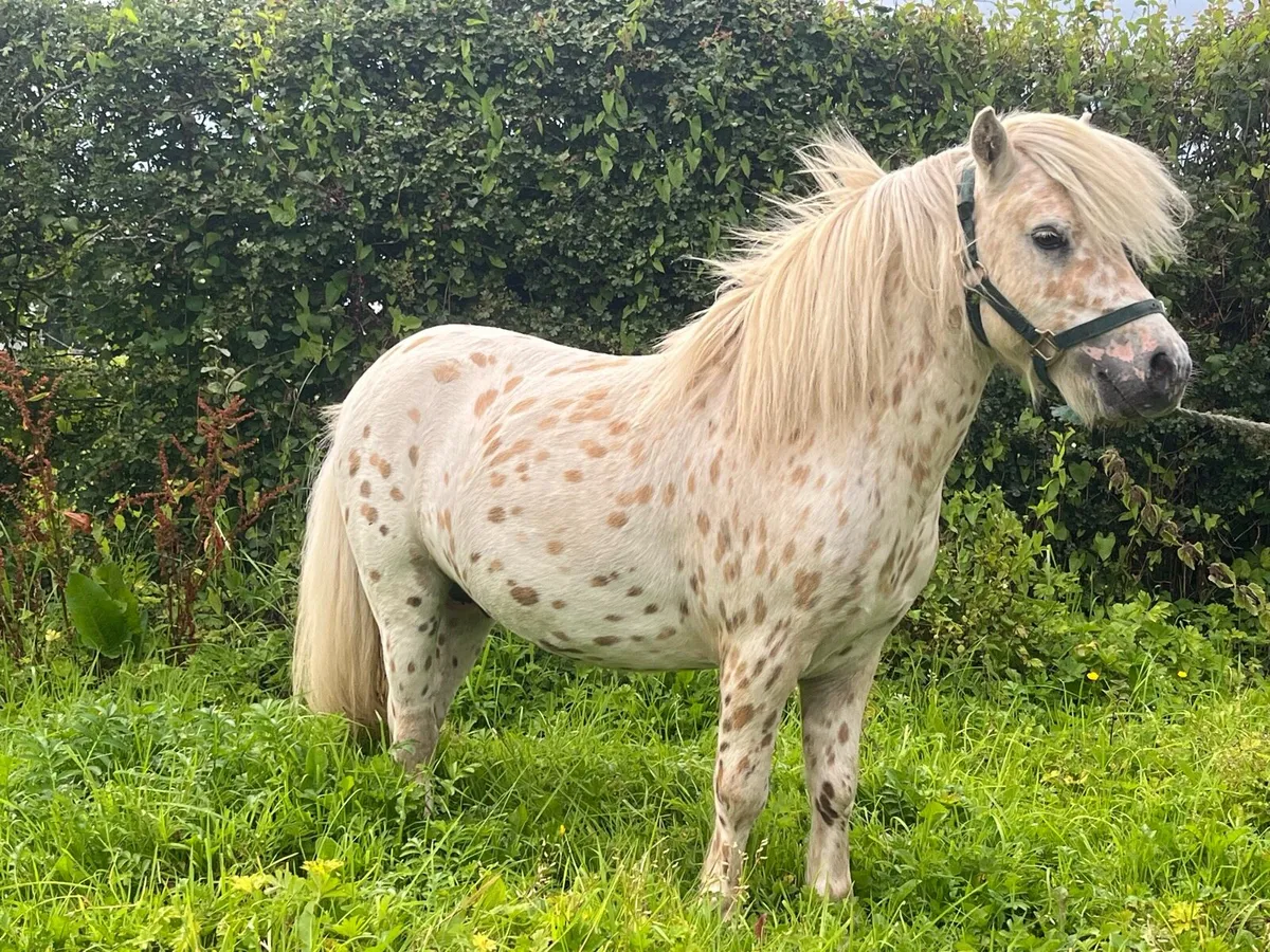 Spotted stallion - Image 1