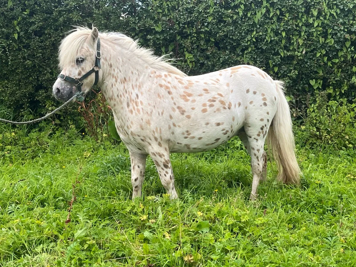 Spotted stallion - Image 2