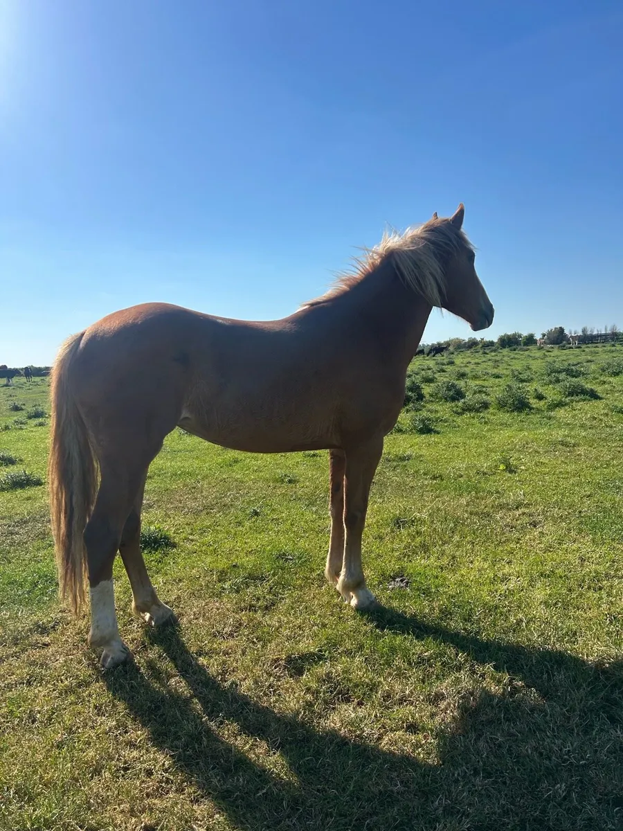 3 year old Draught filly - Image 1