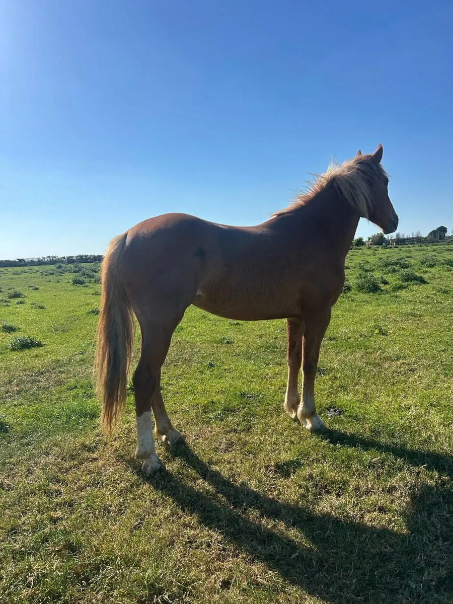 3 year old Draught filly - Image 2