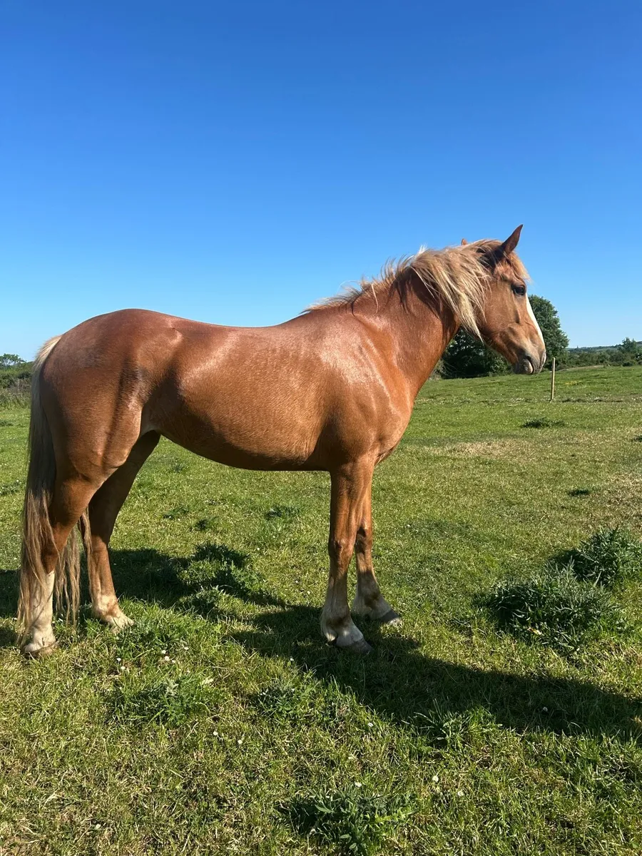 3 year old Draught filly - Image 3