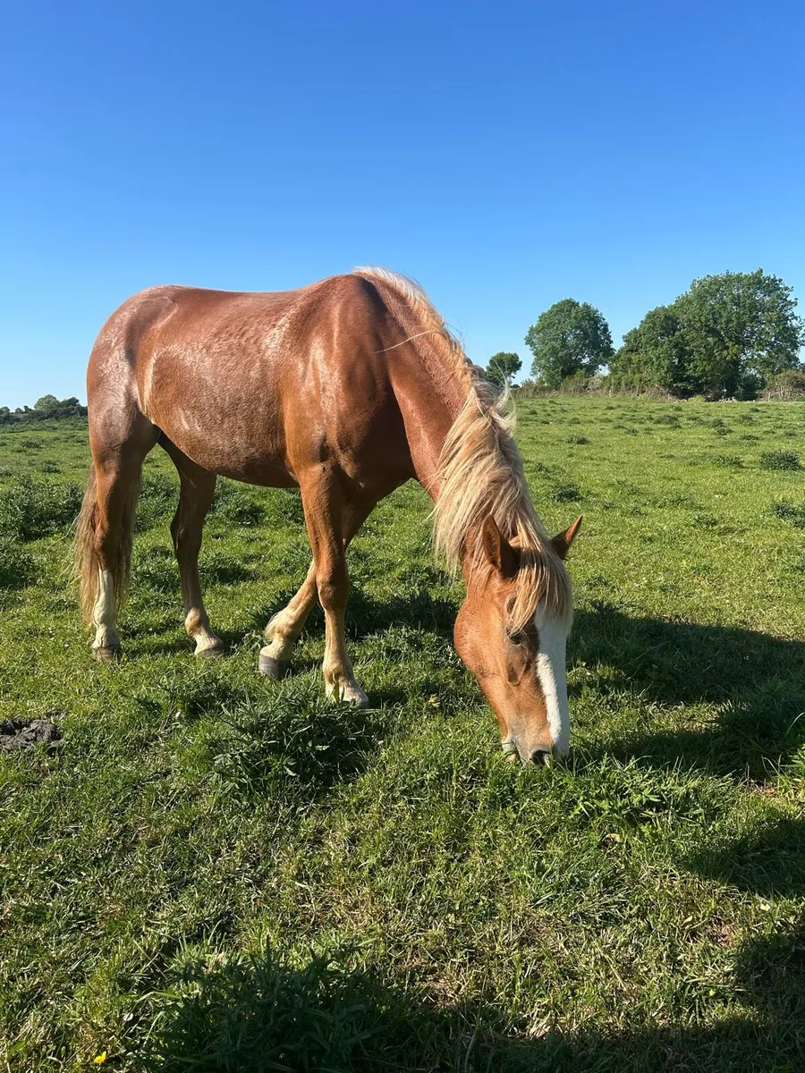 3 year old Draught filly - Image 4