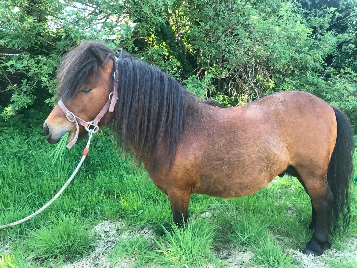 Miniature stallion - Image 1