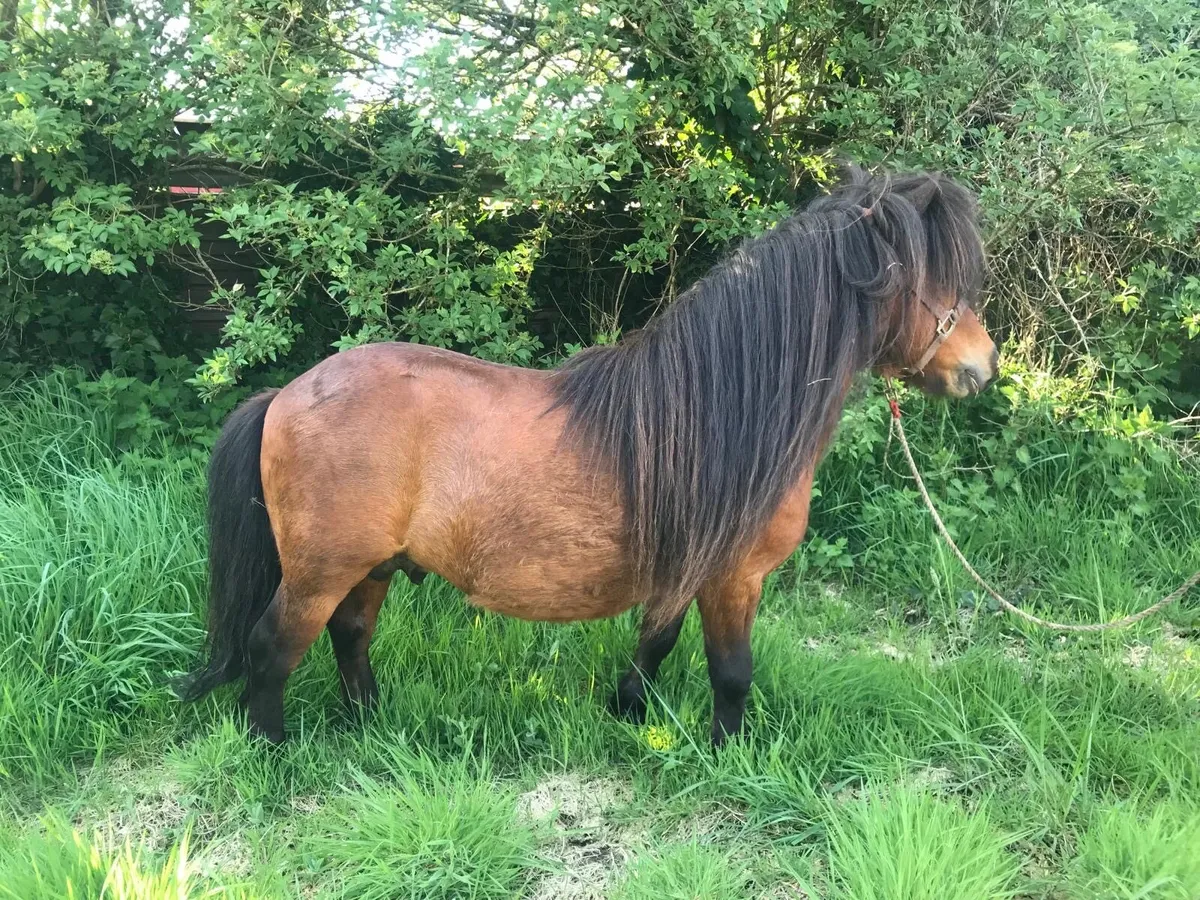 Miniature stallion - Image 2