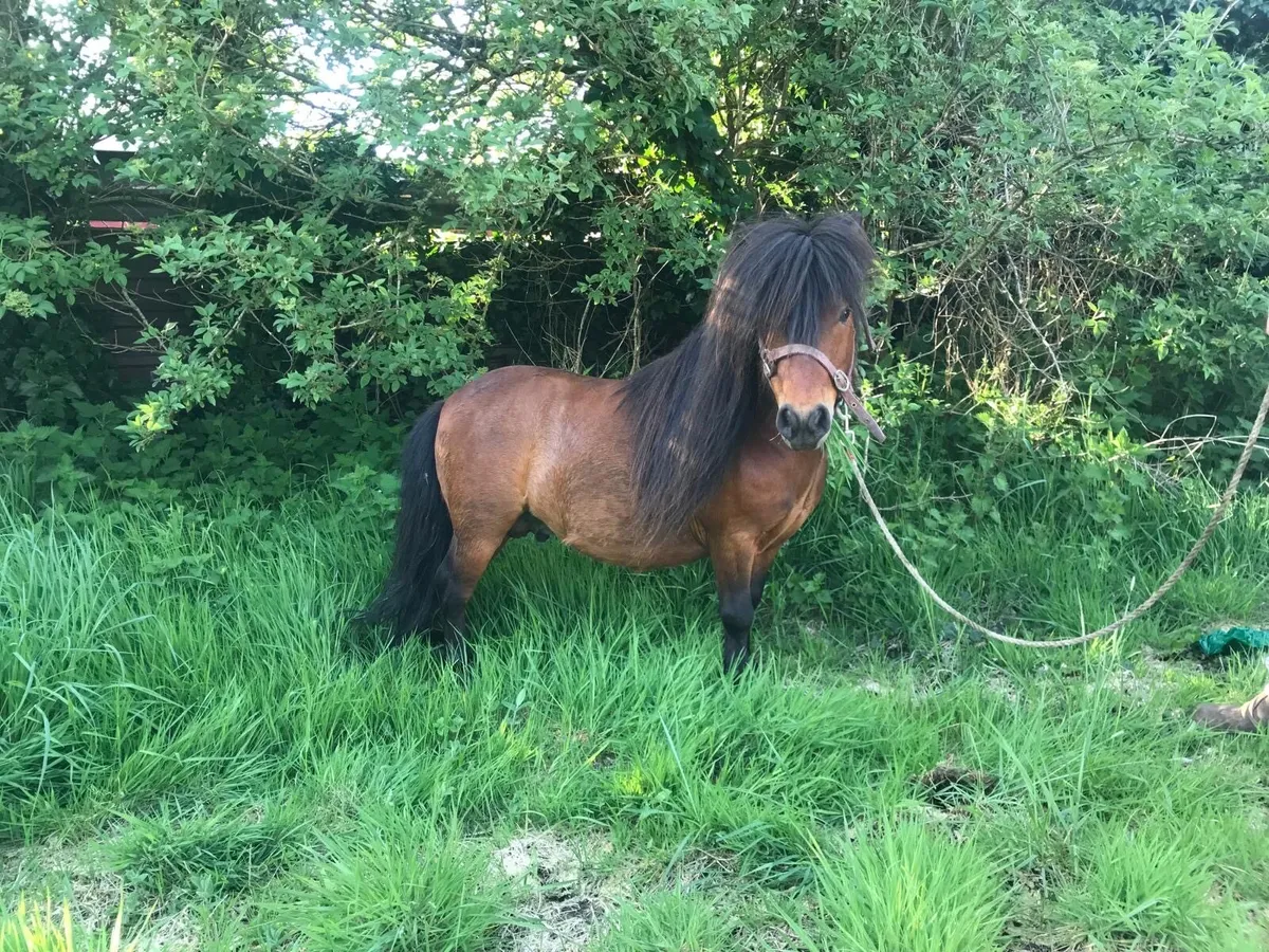 Miniature stallion - Image 3