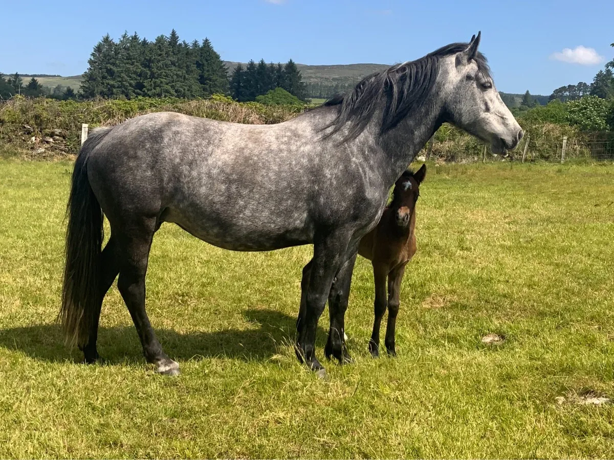 Connemara Mare and Foal - Image 1