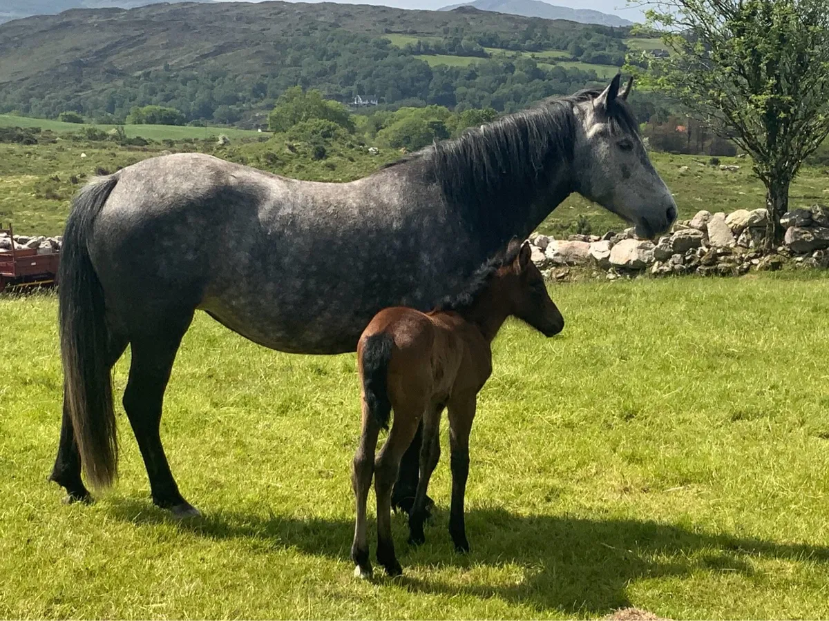 Connemara Mare and Foal - Image 2