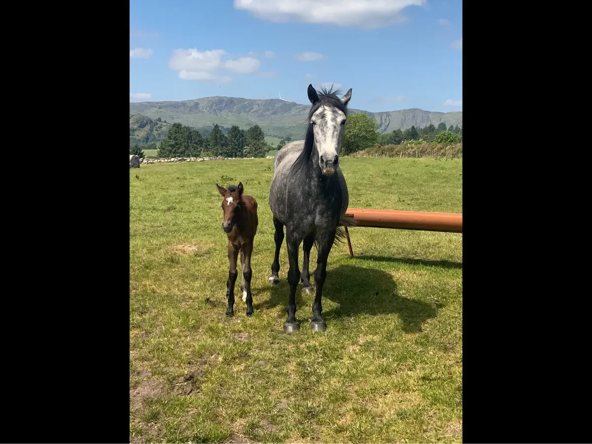 Connemara Mare and Foal - Image 3