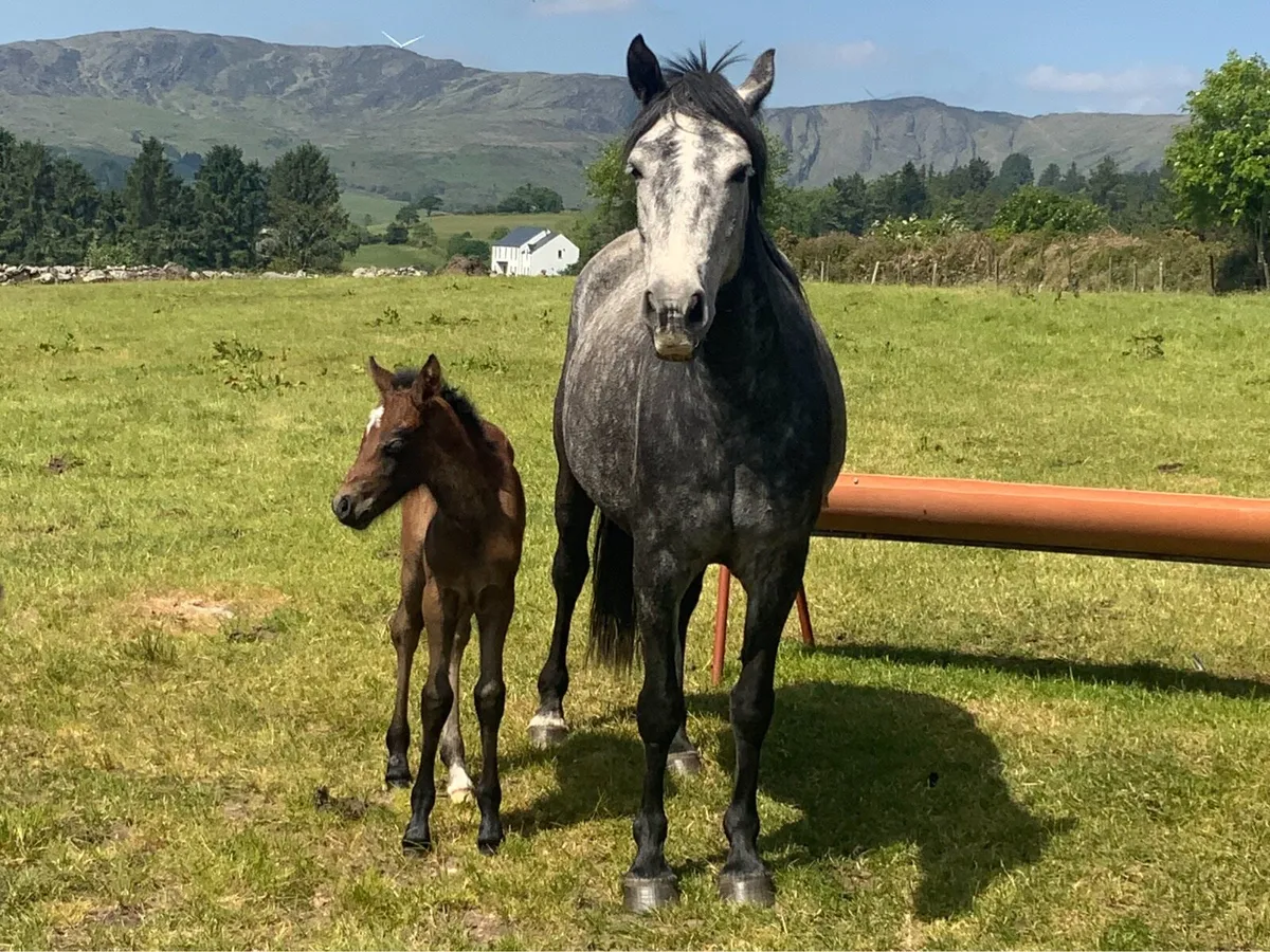 Connemara Mare and Foal - Image 4