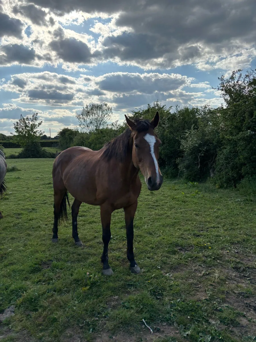 Brood mare - Image 1