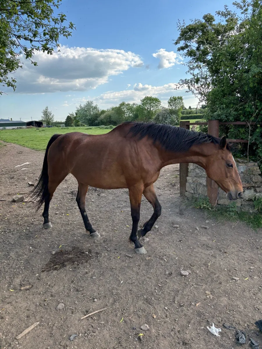 Brood mare - Image 2