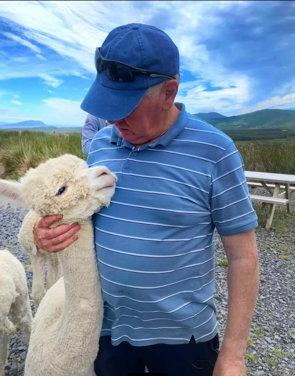 Alpacas - Image 1