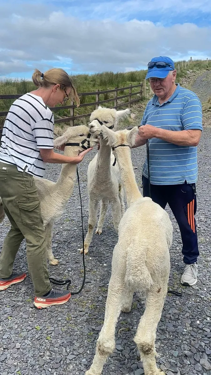 Alpacas - Image 2