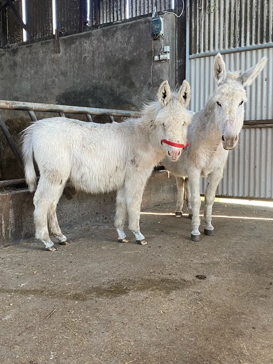 Donkeys - Image 1